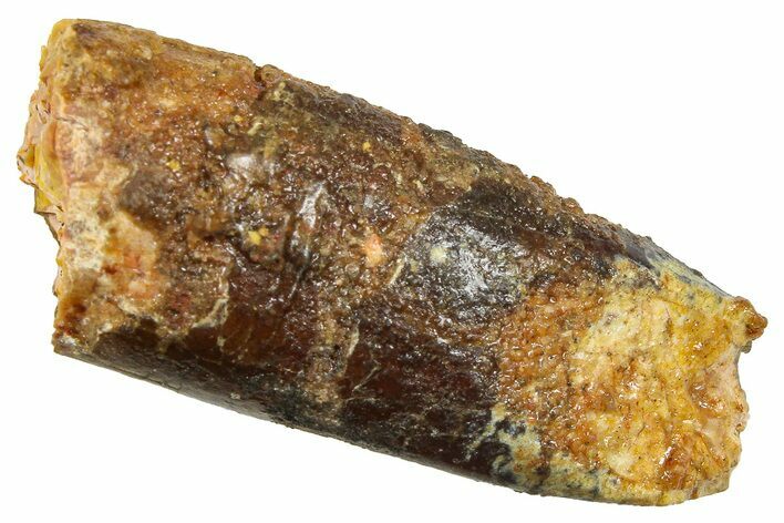 Fossil Sauropod Dinosaur (Titanosaur) Tooth - Morocco #369667
